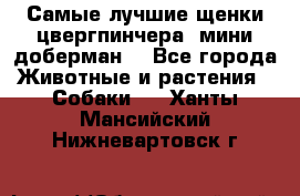 Самые лучшие щенки цвергпинчера (мини доберман) - Все города Животные и растения » Собаки   . Ханты-Мансийский,Нижневартовск г.